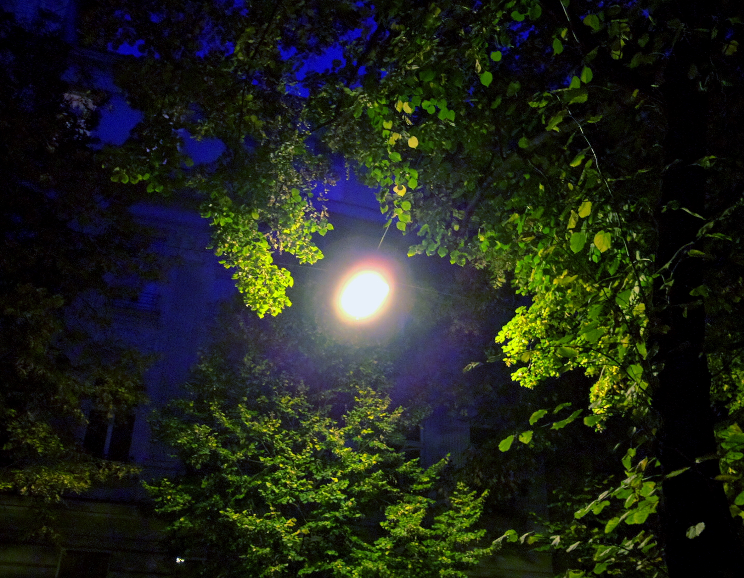 Streetlight_Tree